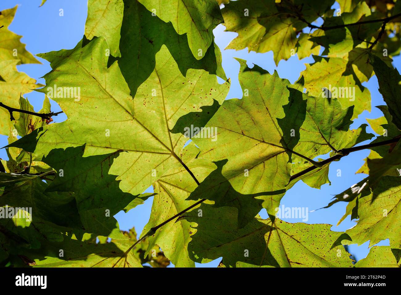Zweig mit frischen, leuchtend grünen Blättern des Platanus oder Platanen-Baumwipfel klaren Himmel in einem Garten in einem sonnigen Herbsttag, schöne Outdoor monochromen Backgr Stockfoto Zweig mit frischen, leuchtend grünen Blättern des Platanus oder Platanen-Baumwipfel klaren Himmel in einem Garten in einem sonnigen Herbsttag, schöne Outdoor monochromen Backgr Stockfoto