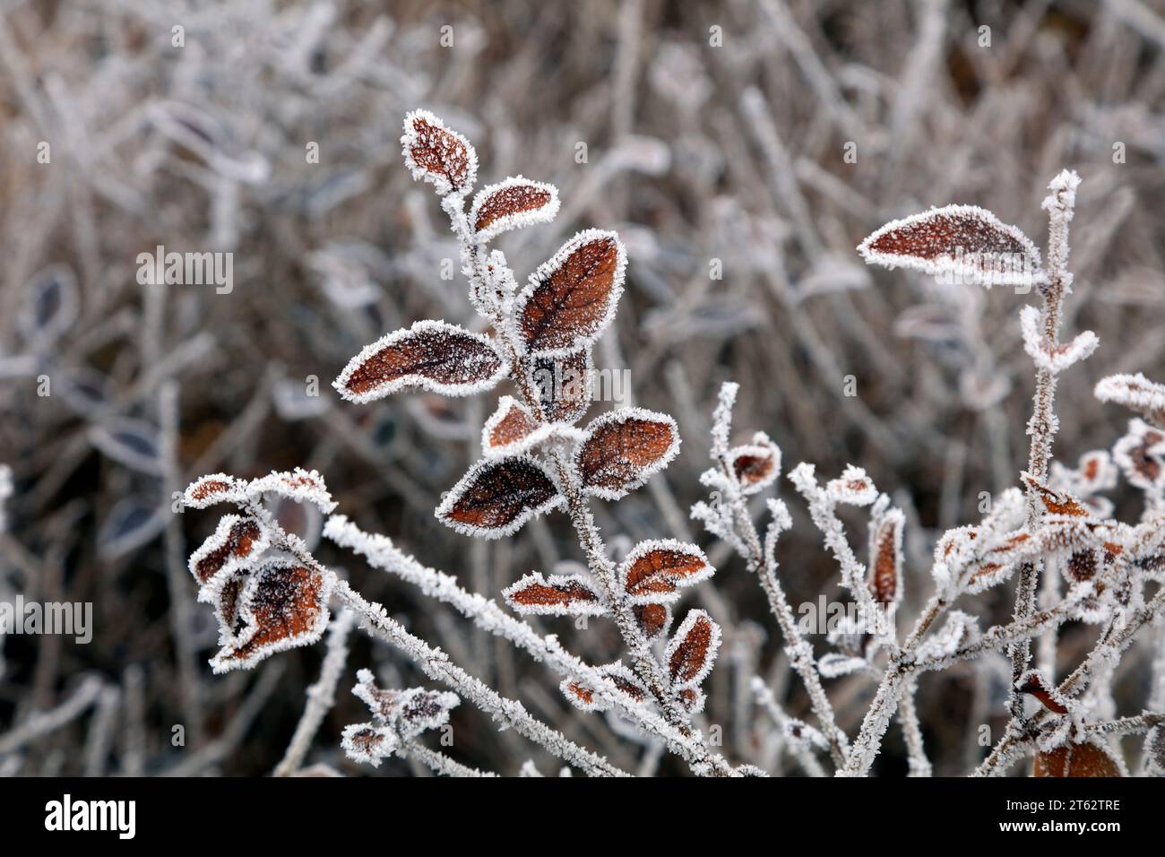 Laubblätter in Frost und Schnee Stockfoto