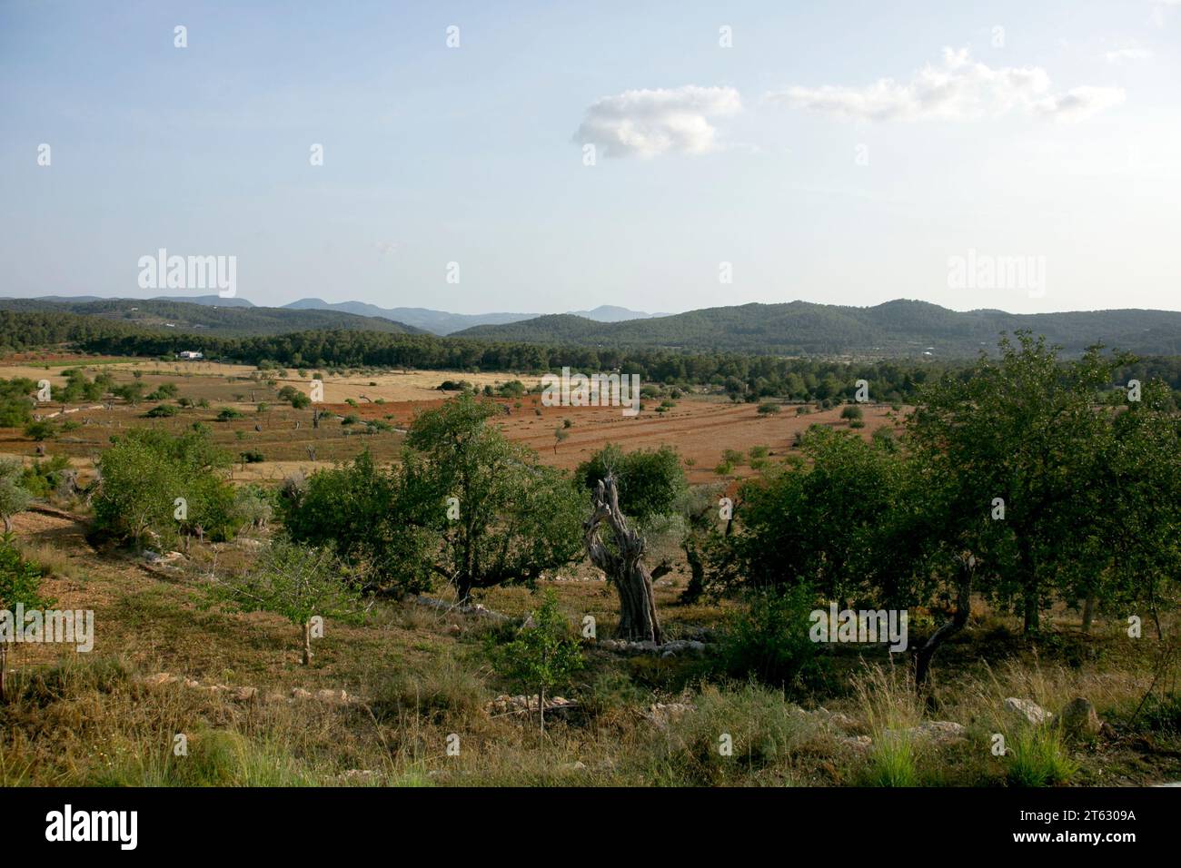 Blick auf die Natur und die Bäume im nördlichen Teil der Insel Ibiza. Stockfoto