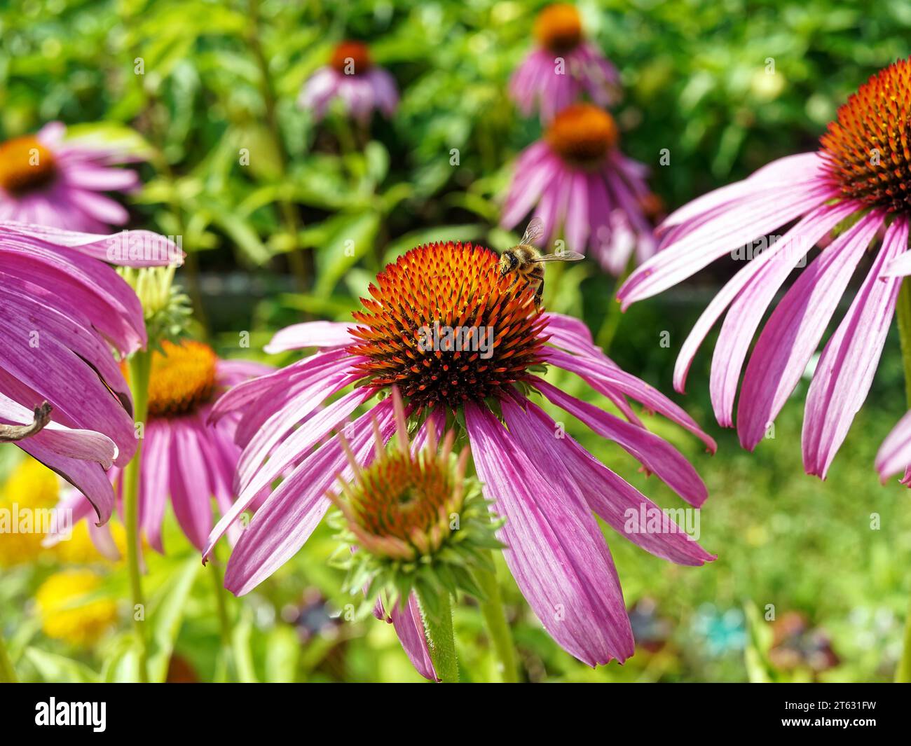 Biene sitzt im Sommer auf einer rosa Blume Stockfoto