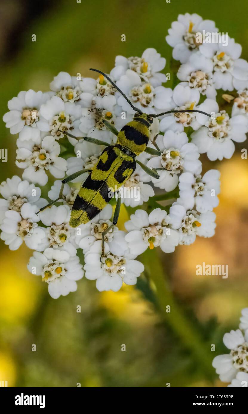 Chlorophorus Käfer Nahaufnahme von oben auf weiße Blume im Sommer, Podlakien Woiwodschaft, Polen, Europa Stockfoto