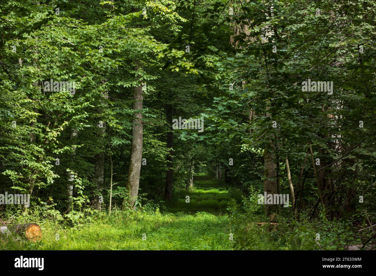 Dirt Road Kreuzung Sommer Wald in Sonne, Bialowieza, Polen, Europa Stockfoto