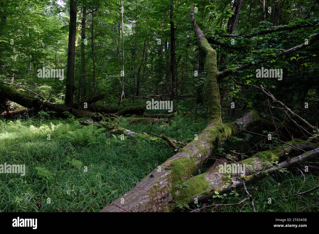 Moos hüllte einen Teil der gebrochenen Hornbohne, der vor jüngeren lag, Bialowieza Forest, Polen, Europa Stockfoto