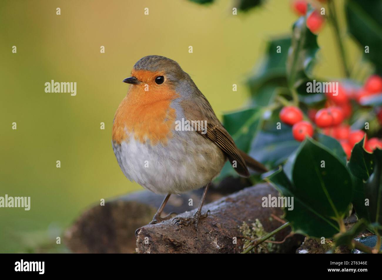 Europäischer robin Erithacus rubecula, thront in stechpalme mit Beeren, County Durham, England, Großbritannien, Dezember. Stockfoto