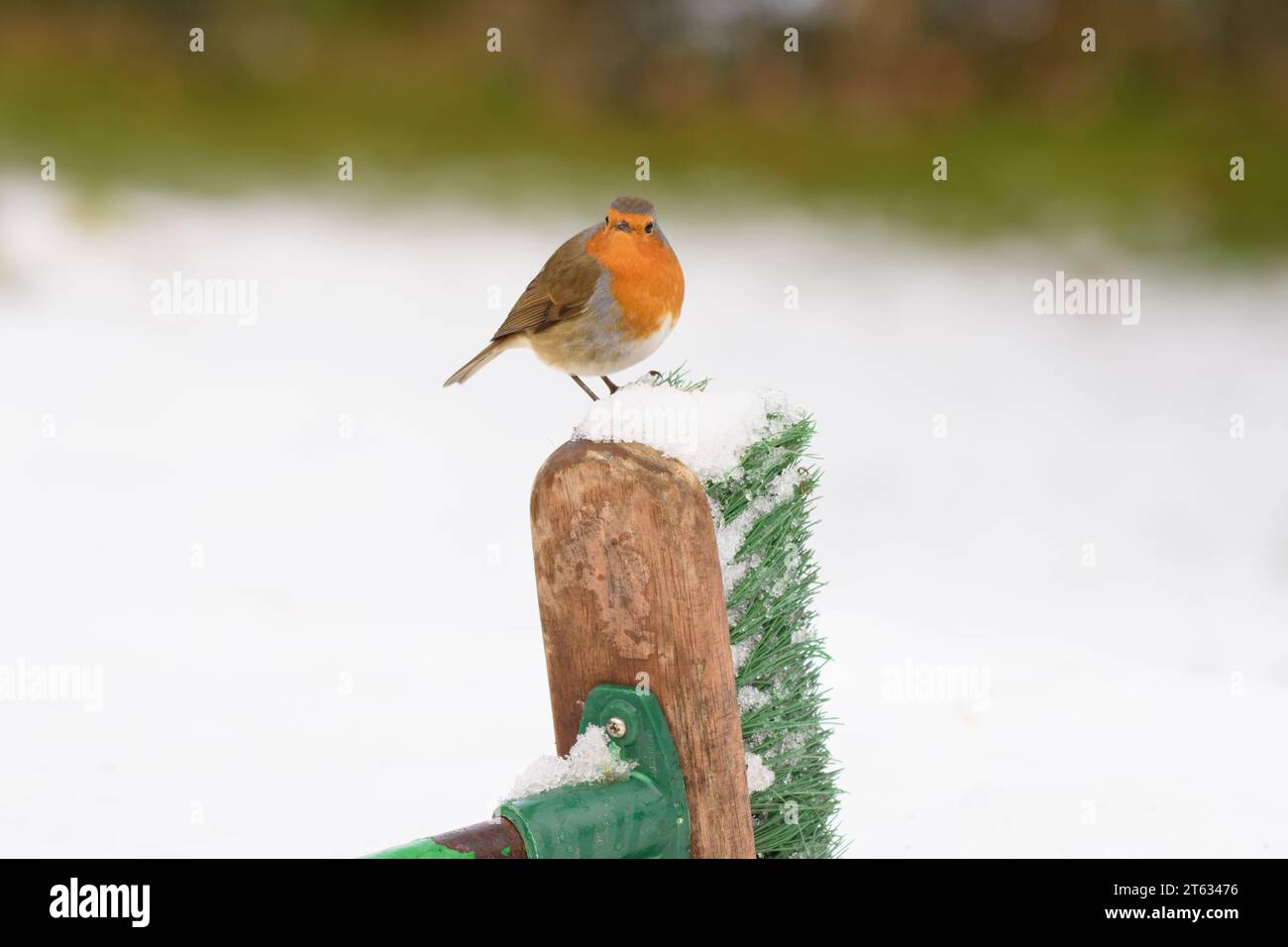 Europäischer rotkehlchen Erithacus rubecula, oben auf einer mit Schnee bedeckten Bürste. County Durham, England, Großbritannien, Februar. Stockfoto