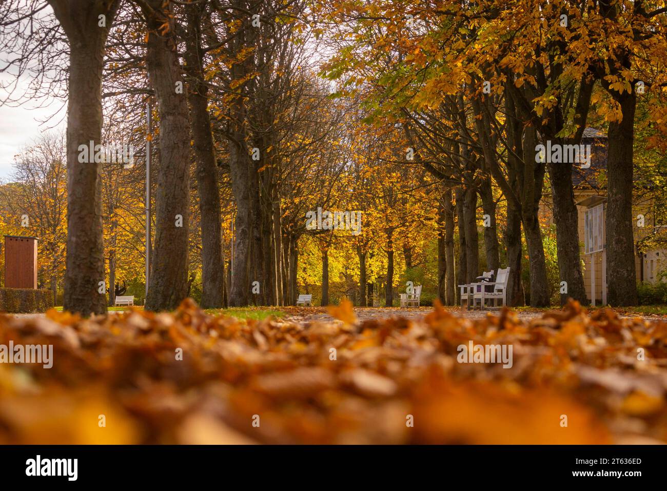 Großer Garten im Herbst der große Garten in Dresden ist eine Parkanlage