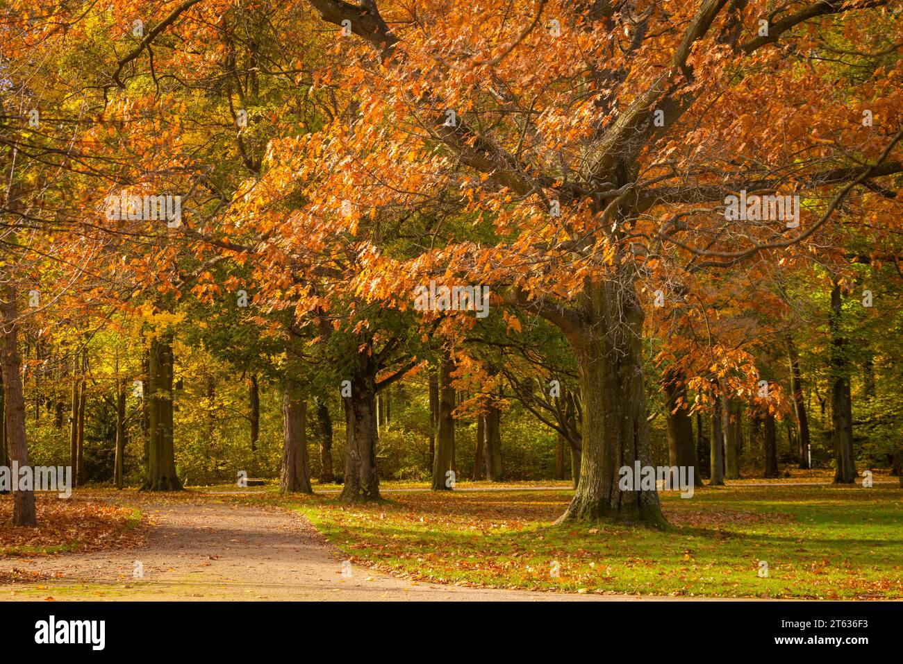 Großer Garten im Herbst der große Garten in Dresden ist eine Parkanlage