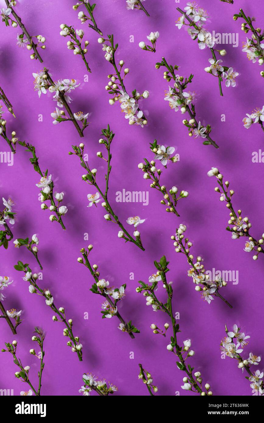 Apfelblüte im Frühling. Kleine Zweige mit weißen Blüten und Knospen auf violettem Hintergrund. Hintergrund mit Blumenmotiv im Frühling Stockfoto