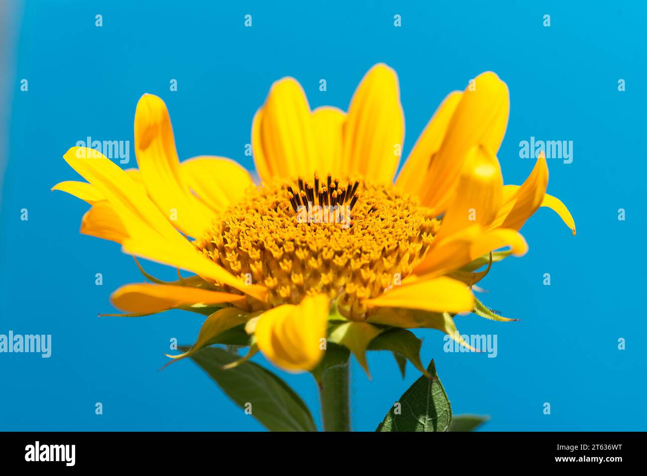 Schöne Sonnenblume auf blauem Hintergrund. Floraler Sommer Hintergrund, Nahaufnahme Stockfoto