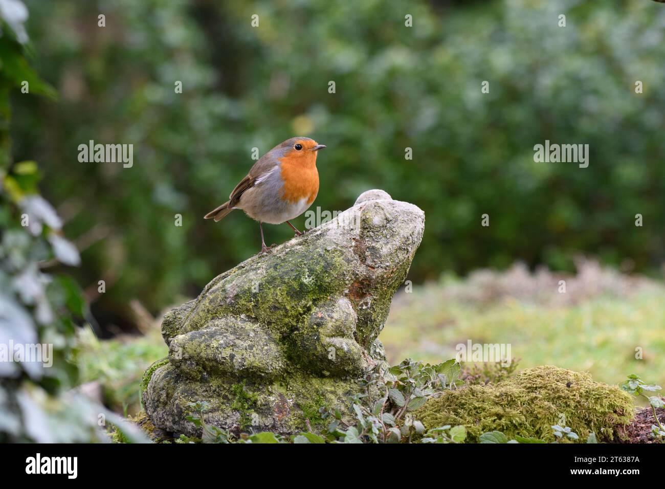 Europäischer robin Erithacus rubecula, hoch oben auf Frosch Ornament im Garten, County Durham, England, Großbritannien, Februar. Stockfoto