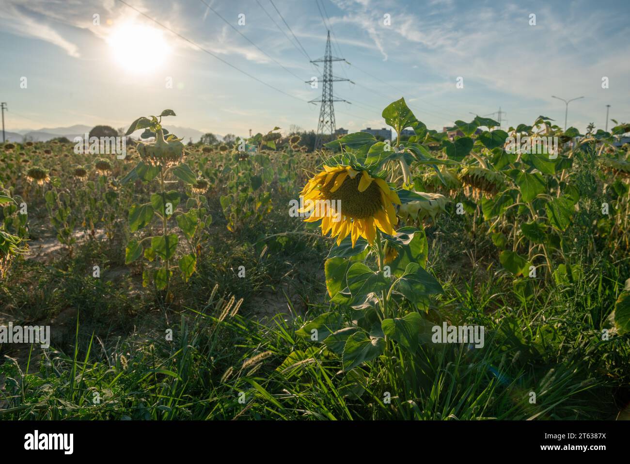 Sonnenblume, Sonne und Lichtspalier, vereint von Sonne und Energie Stockfoto