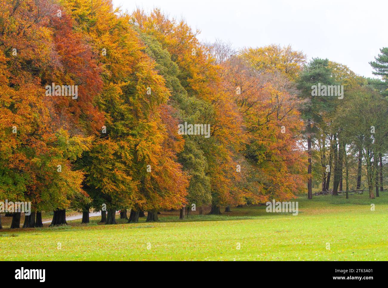 Bäume in diesem herrlichen Herbstfarben im National Trusts Park im Tatton Park Knutsford Cheshire England Stockfoto