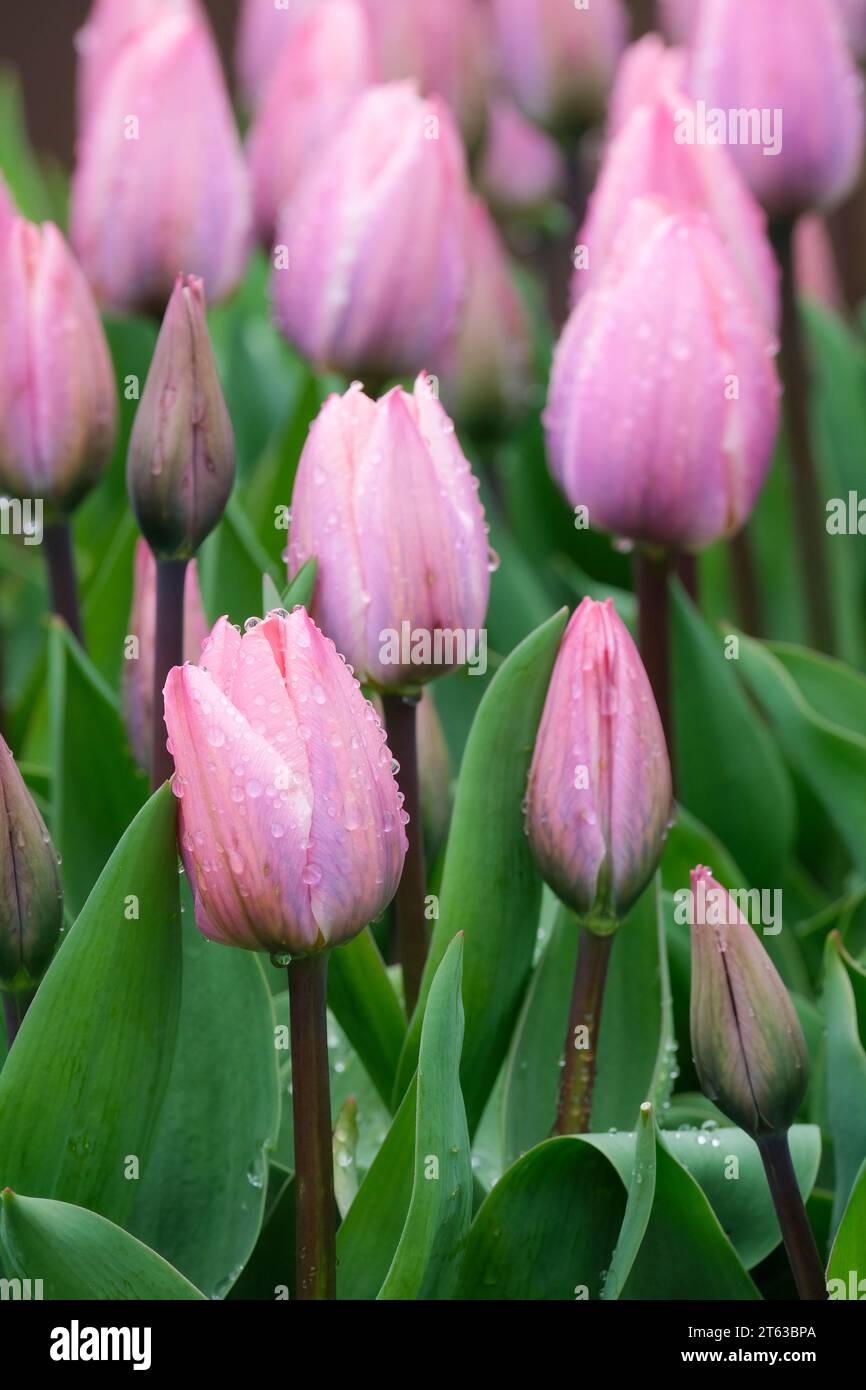 Tulip Light and Dreamy, Tulipa Light and Dreamy, Darwin Hybrid Tulpen, rosa Blumen Stockfoto