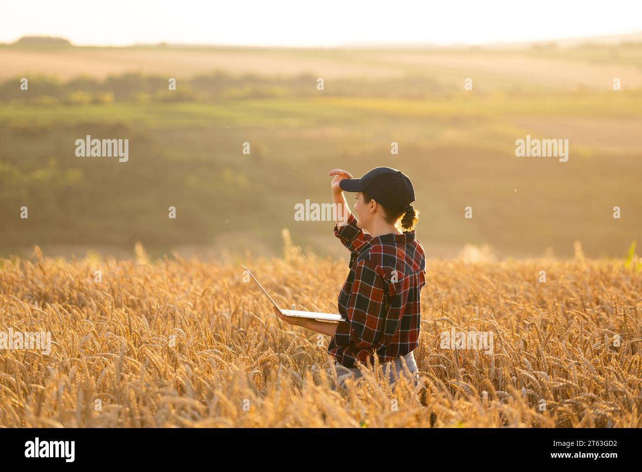 Eine Farmerin, die mit einem Laptop auf einem Weizenfeld arbeitet. Intelligente Landwirtschaft und digitale Landwirtschaft. Stockfoto