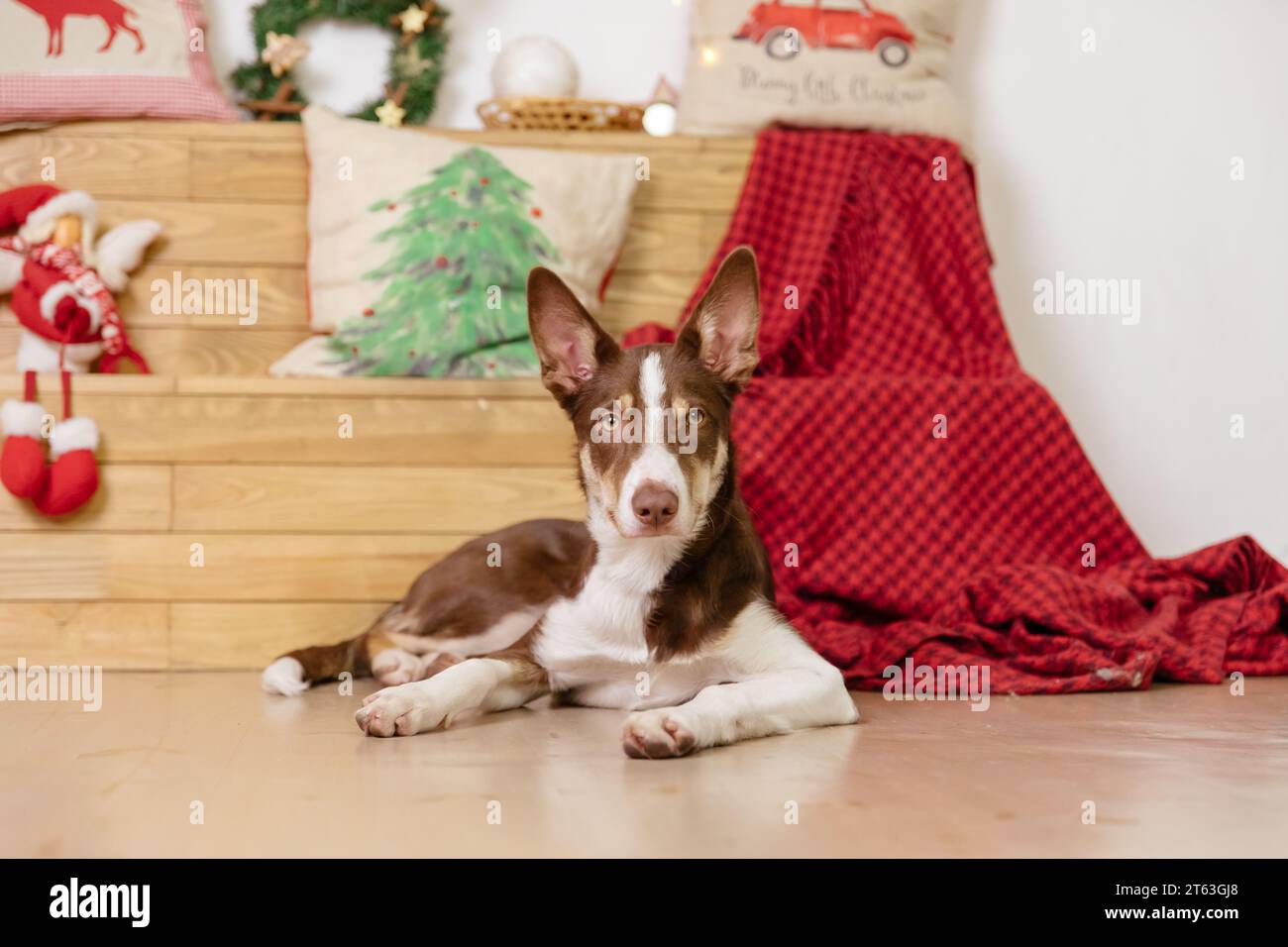 Border Collie Hund Rasse liegend zu Hause. Gemütliches Interieur. Haustierfreundlich. Haushund Stockfoto