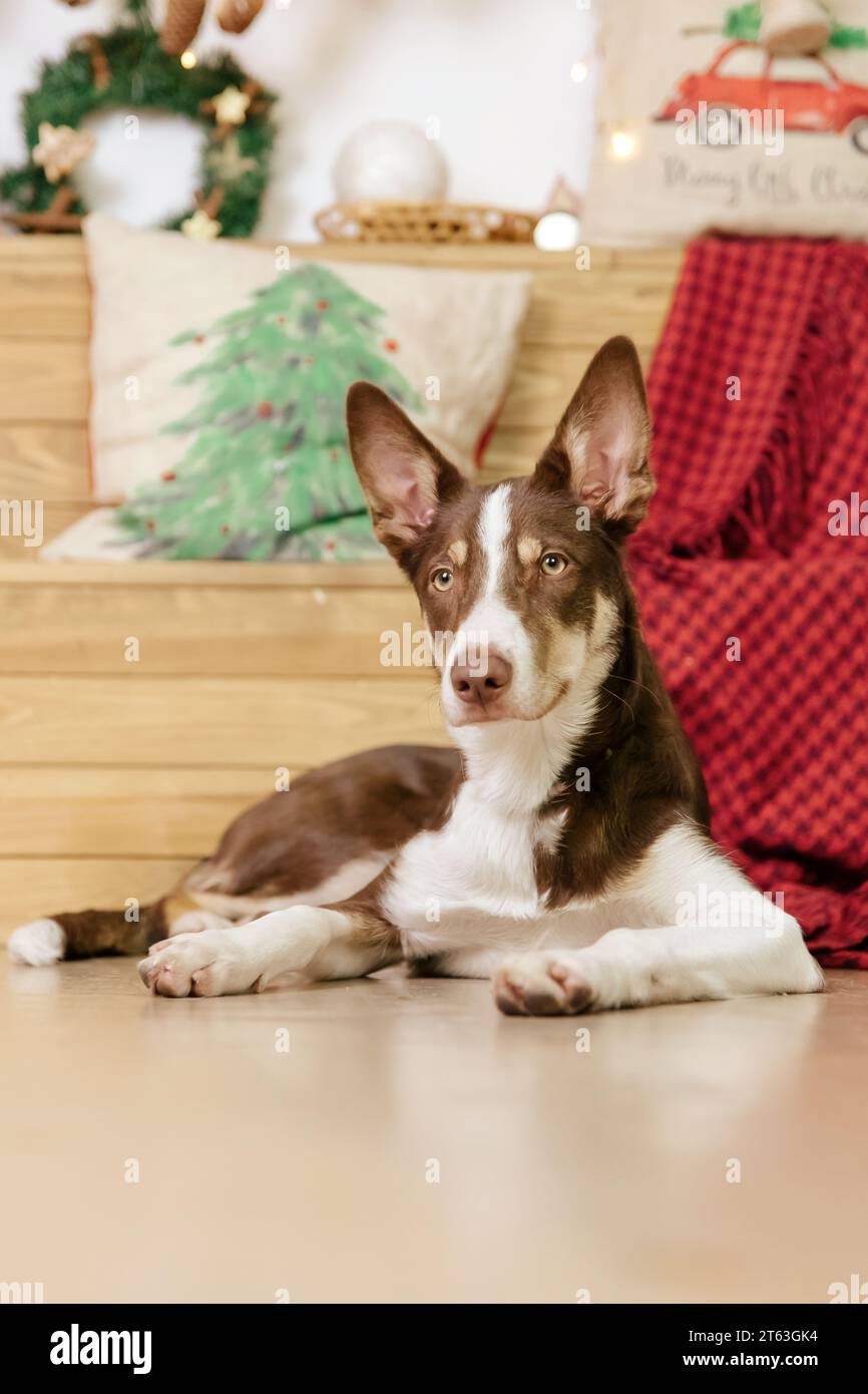 Border Collie Hund Rasse liegend zu Hause. Gemütliches Interieur. Haustierfreundlich. Haushund Stockfoto