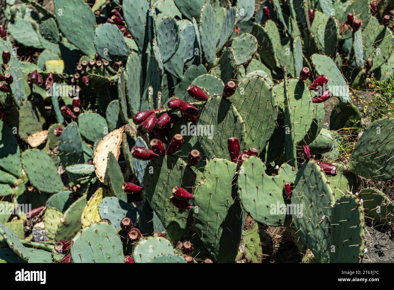 Pflanzen von magentafarbenen Reifen Früchten im Kontrast zu den grünen Pads der Opuntia-Kakteen-Pflanze in natürlicher Umgebung im Freien in unscharfem Hintergrund Stockfoto