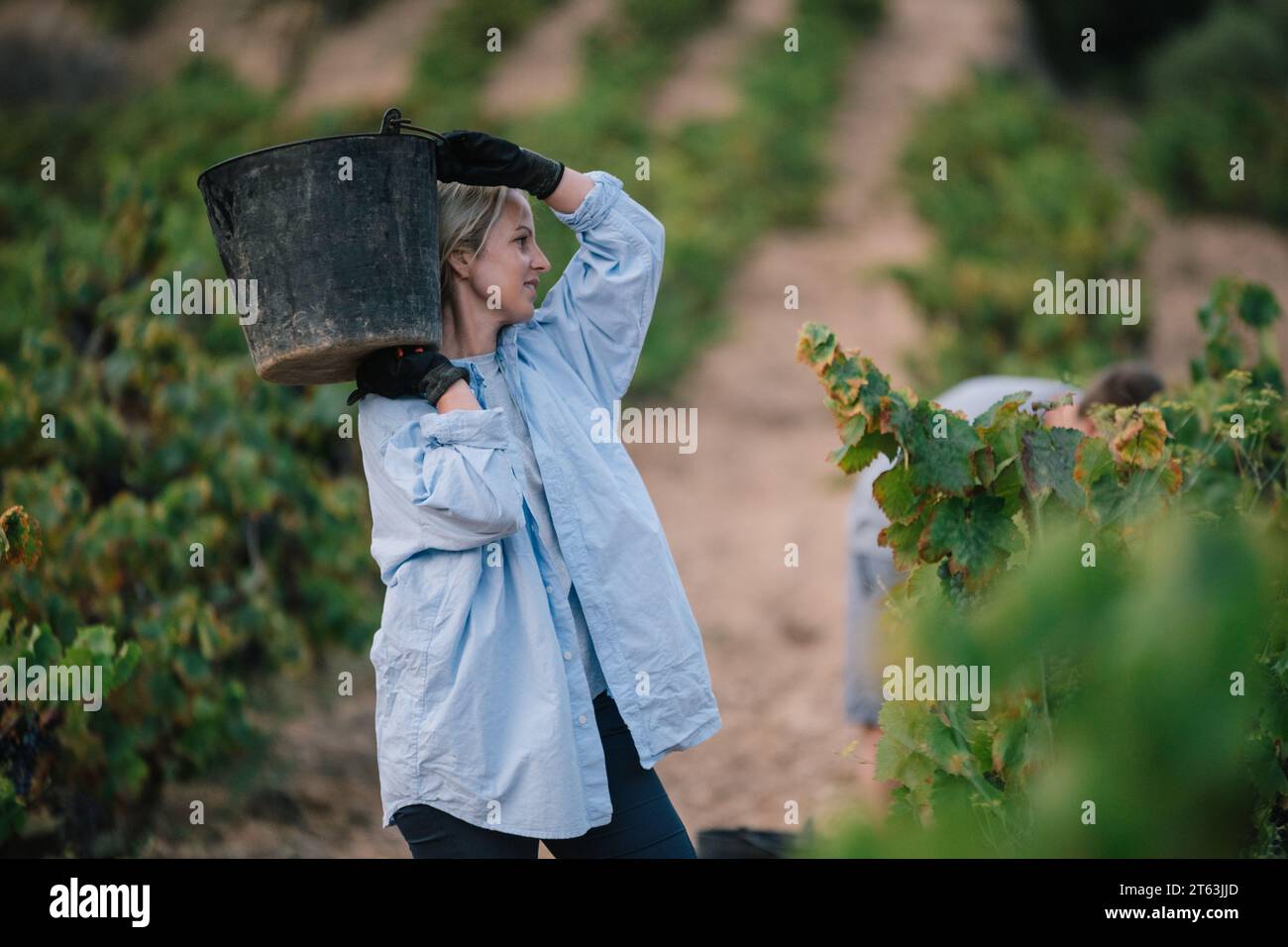 Landwirtin in lässiger Kleidung und schwarzen Handschuhen mit einem Eimer Trauben bei der Ernte von Früchten in Weinbauplantagen Stockfoto