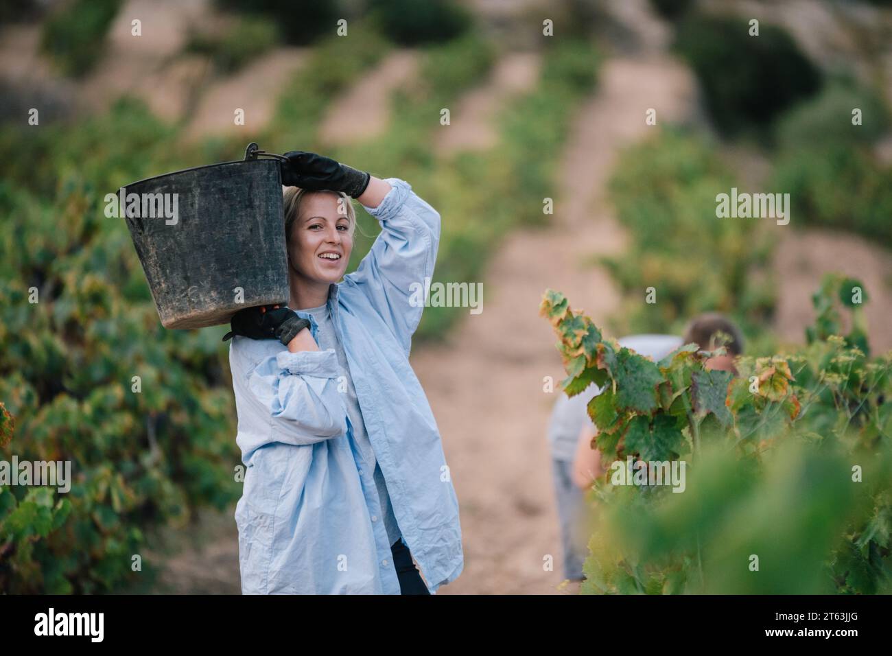 Landwirtin in lässiger Kleidung und schwarzen Handschuhen mit einem Eimer Trauben bei der Ernte von Früchten in Weinbauplantagen Stockfoto