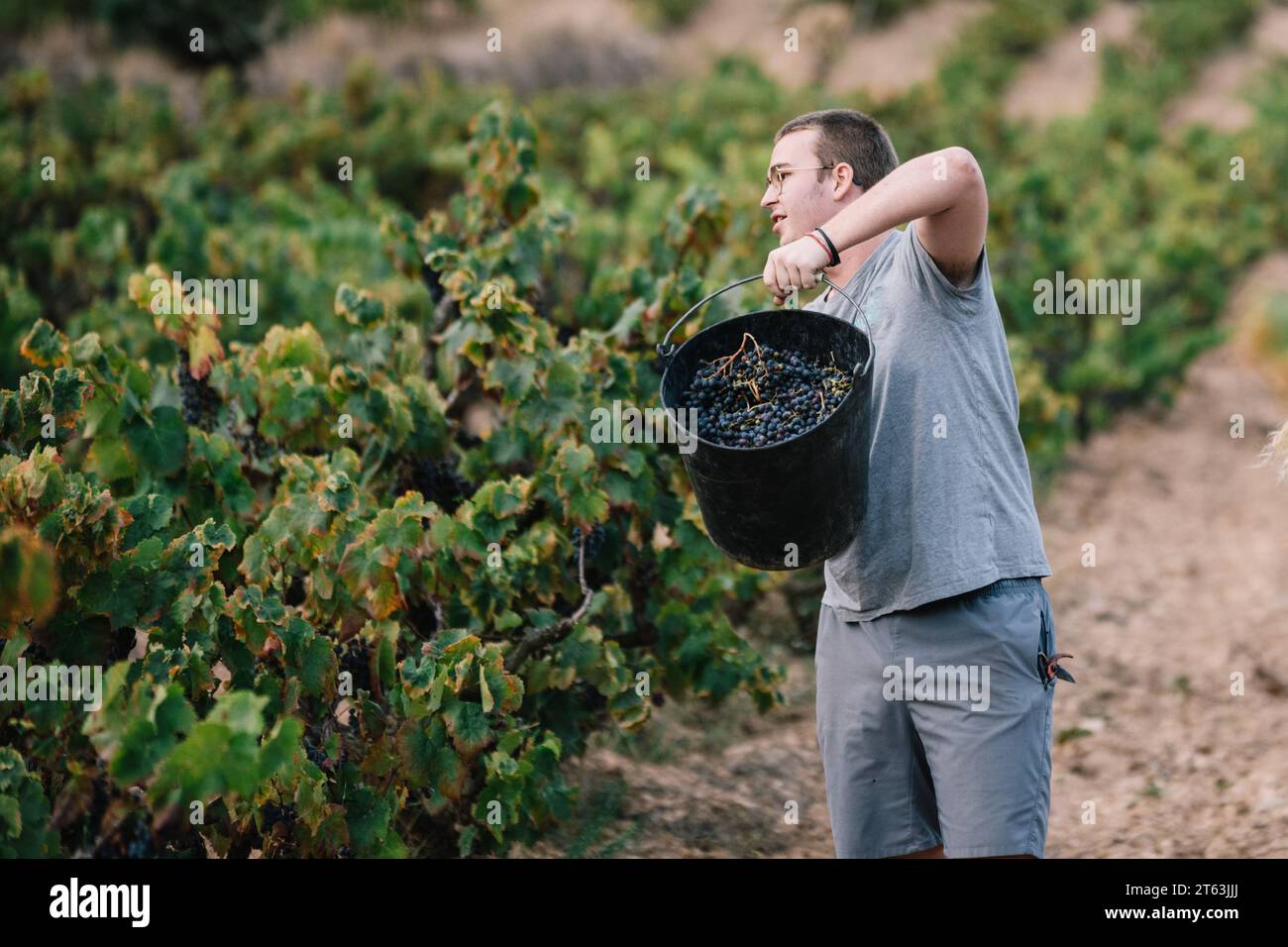 Männlicher Landwirt in lässiger Kleidung und Brille, der einen Eimer mit Trauben hält, während er Früchte in Weinbauplantagen erntet Stockfoto