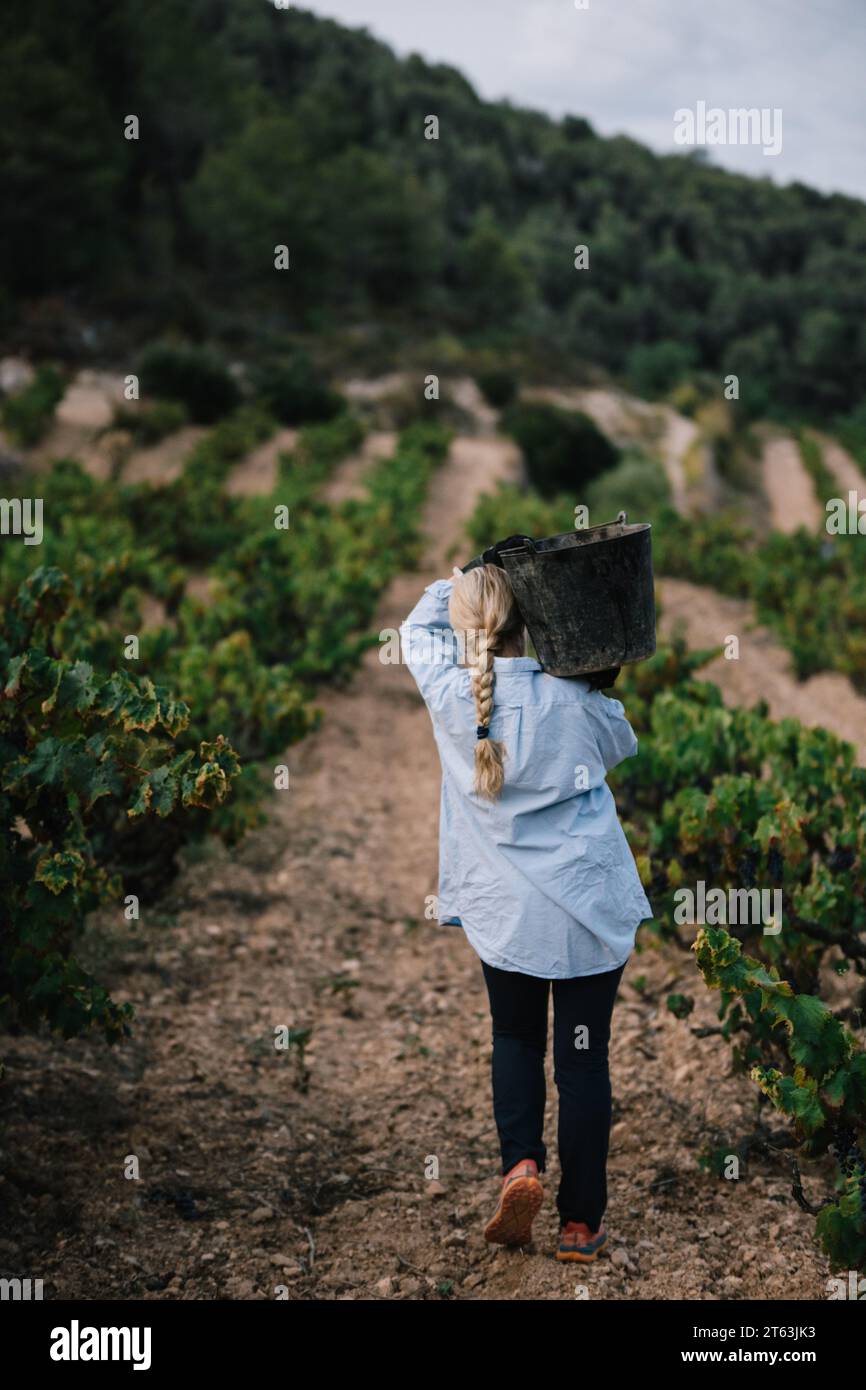 Rückansicht einer anonymen Farmerin in lässiger Kleidung mit Traubeneimer bei der Ernte von Früchten in Weinbauplantagen Stockfoto