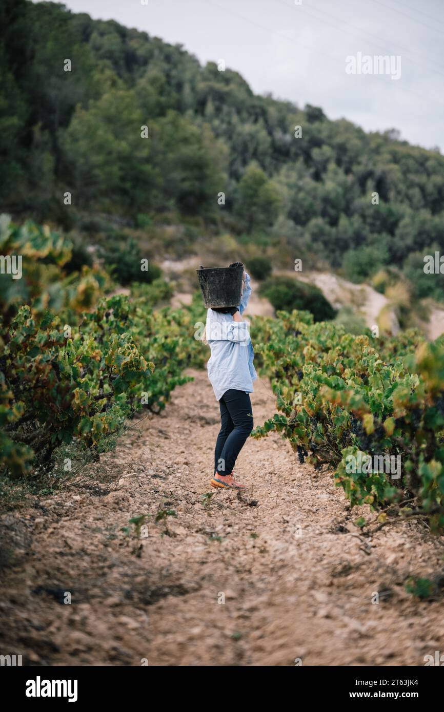 Seitenansicht einer anonymen Farmerin in lässiger Kleidung mit Traubeneimer bei der Ernte von Früchten in Weinbauplantagen Stockfoto