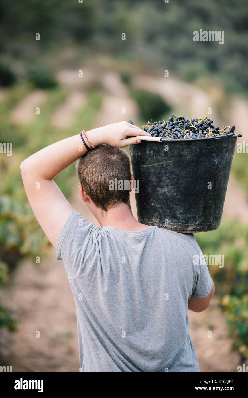 Rückansicht eines anonymen männlichen Landwirts, der bei der Ernte von Früchten in Weinbauplantagen lässige Kleidung trägt Stockfoto