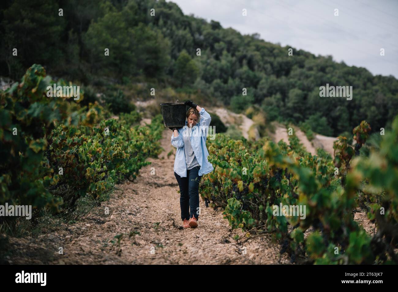 Landwirtin in lässiger Kleidung mit einem Eimer Trauben bei der Ernte von Früchten in Weinbauplantagen Stockfoto