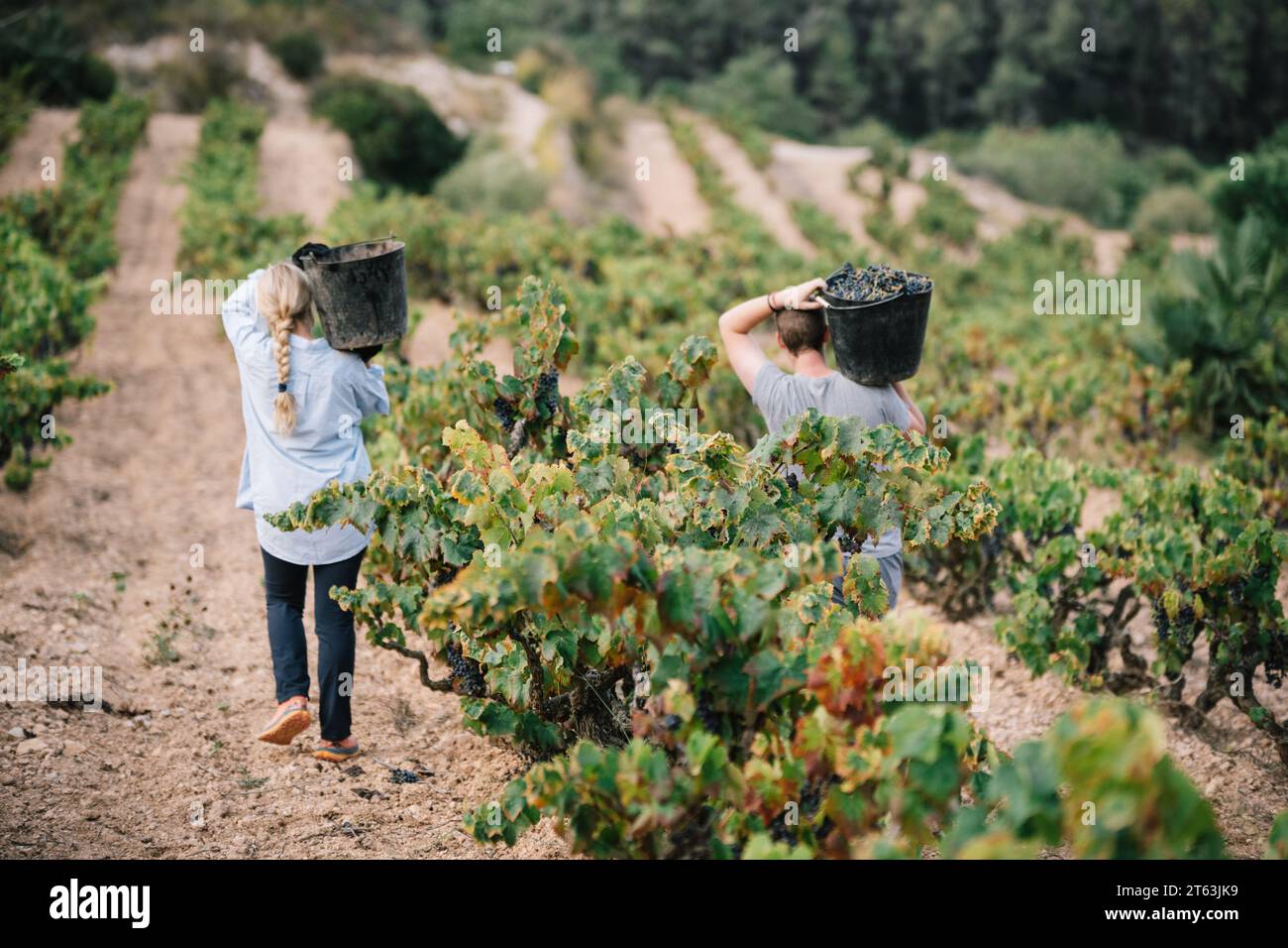 Rückansicht anonymer männlicher und weiblicher Bauern in lässiger Kleidung mit einem Eimer Trauben bei der Ernte von Früchten in Weinbauplantagen Stockfoto
