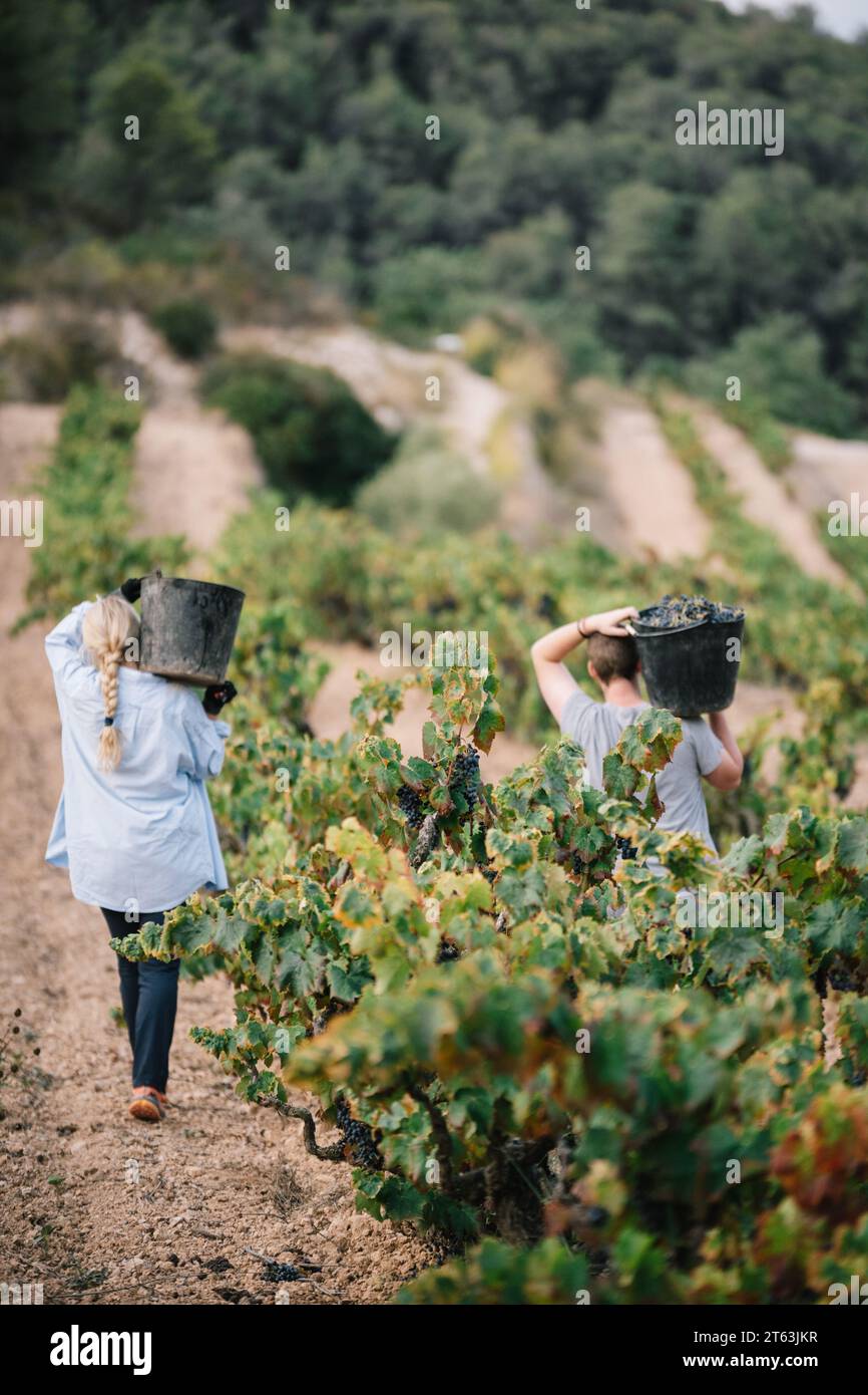 Rückansicht anonymer männlicher und weiblicher Bauern in lässiger Kleidung mit einem Eimer Trauben bei der Ernte von Früchten in Weinbauplantagen Stockfoto