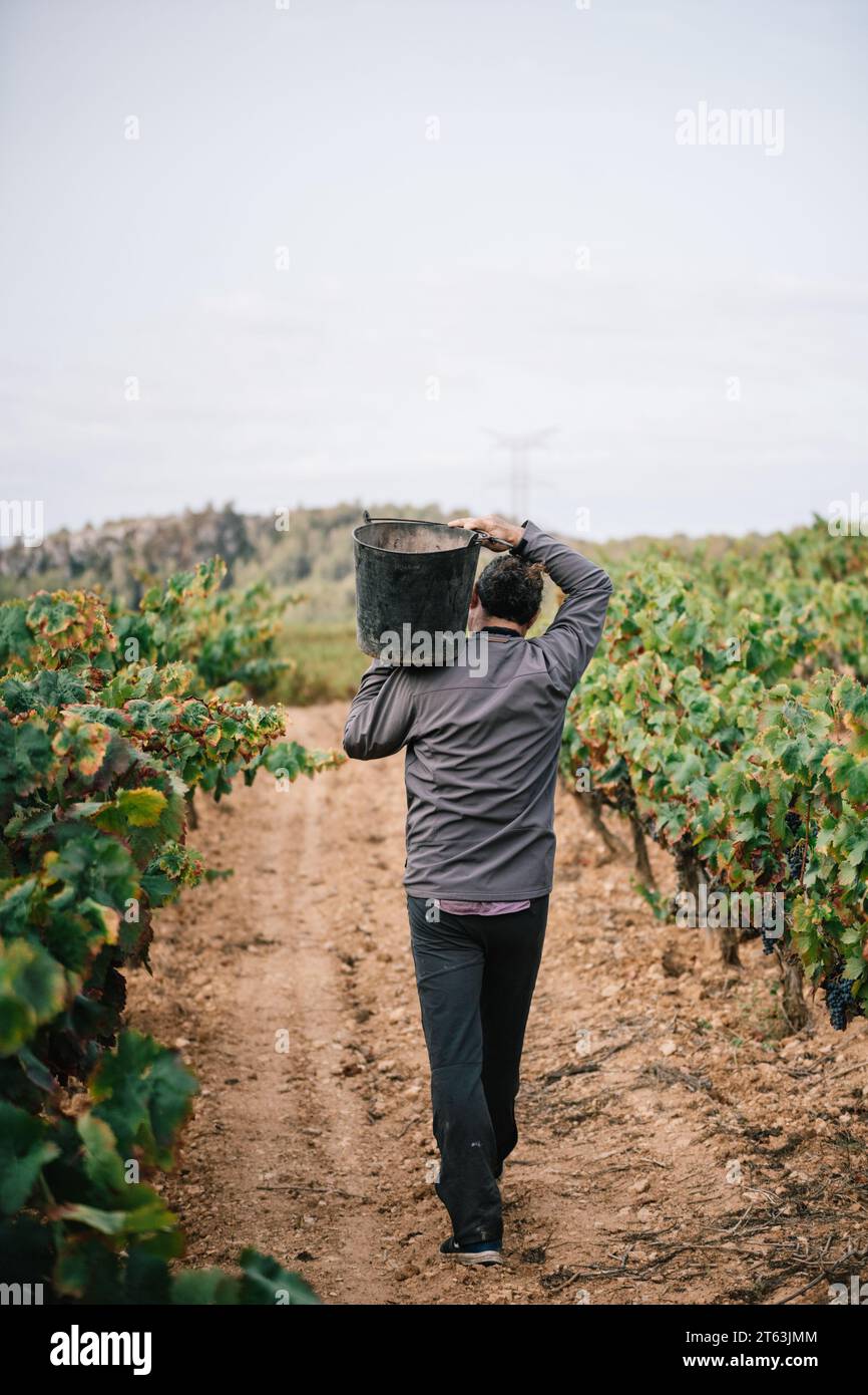 Rückansicht eines anonymen männlichen Landwirts, der bei der Ernte von Früchten in Weinbauplantagen lässige Kleidung trägt Stockfoto