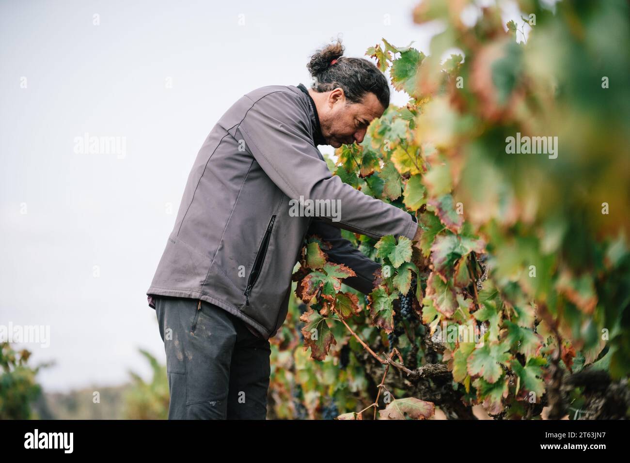 Seitenansicht eines fokussierten Winzers in lässiger Kleidung, der reife Trauben erntet und die Schere auf saftig grünen Reben im Weinberg auf dem Land beschnitten Stockfoto