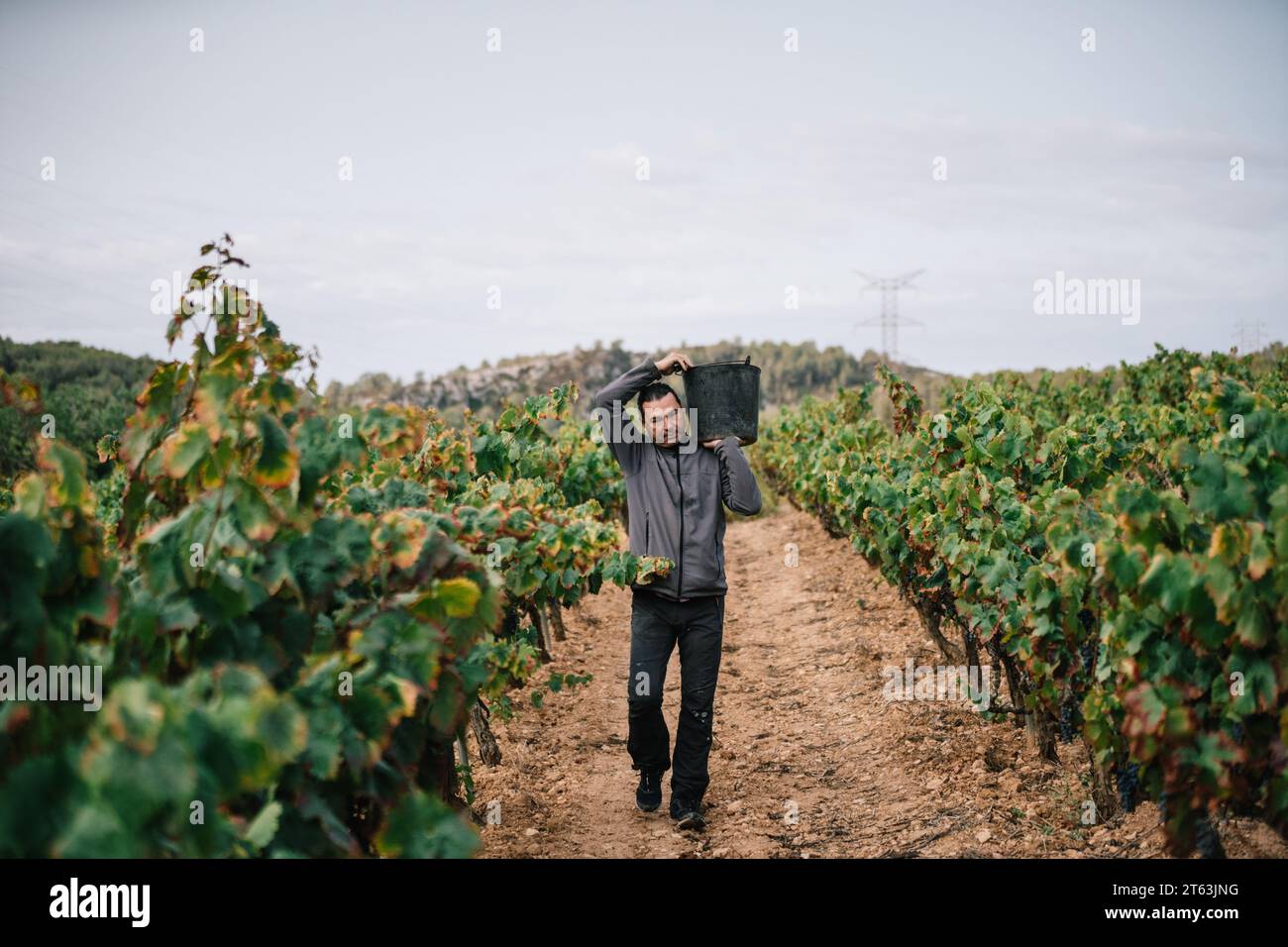 Reifer männlicher Landwirt in lässiger Kleidung mit einem Eimer Trauben bei der Ernte von Früchten in Weinbauplantagen Stockfoto