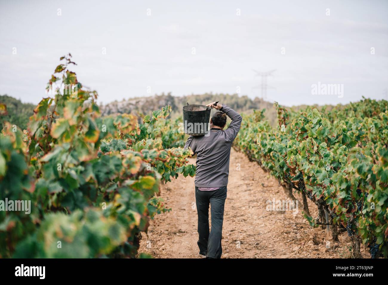 Rückansicht eines anonymen männlichen Landwirts, der bei der Ernte von Früchten in Weinbauplantagen lässige Kleidung trägt Stockfoto