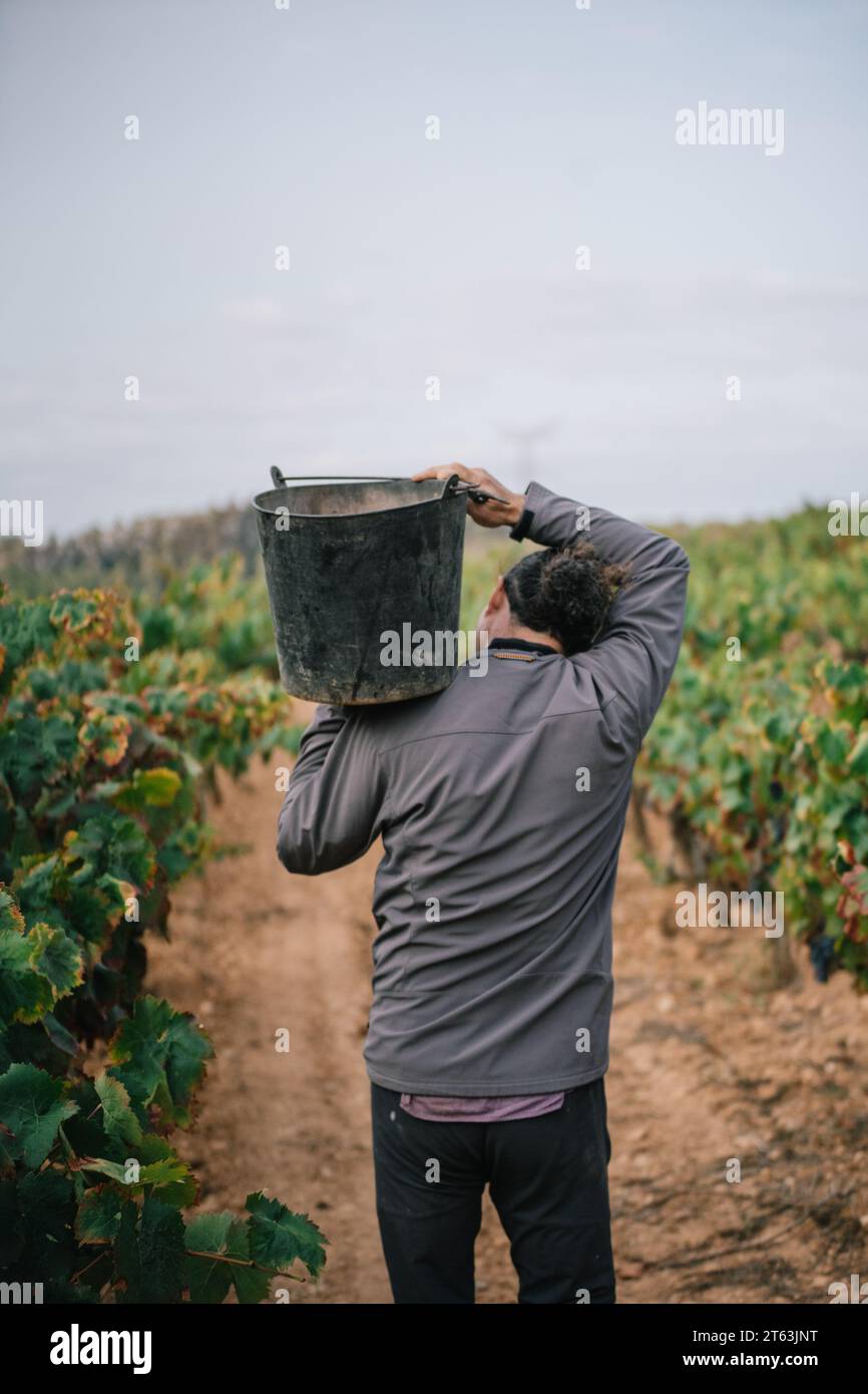 Rückansicht eines anonymen männlichen Landwirts, der bei der Ernte von Früchten in Weinbauplantagen lässige Kleidung trägt Stockfoto