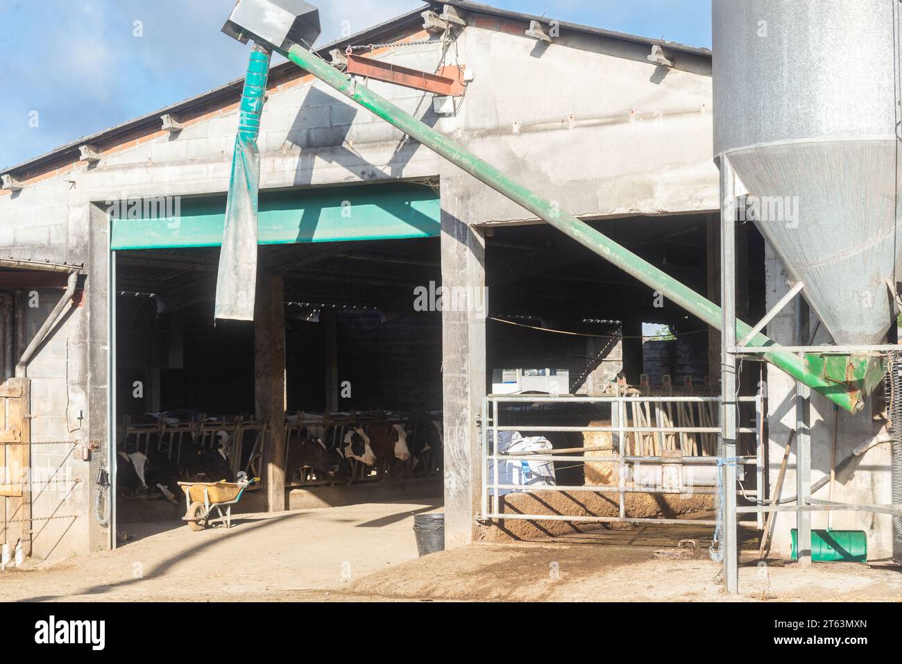 Außenansicht eines Bauernhofes mit Futtersilo und Stalleingang mit Kühen im Inneren Stockfoto