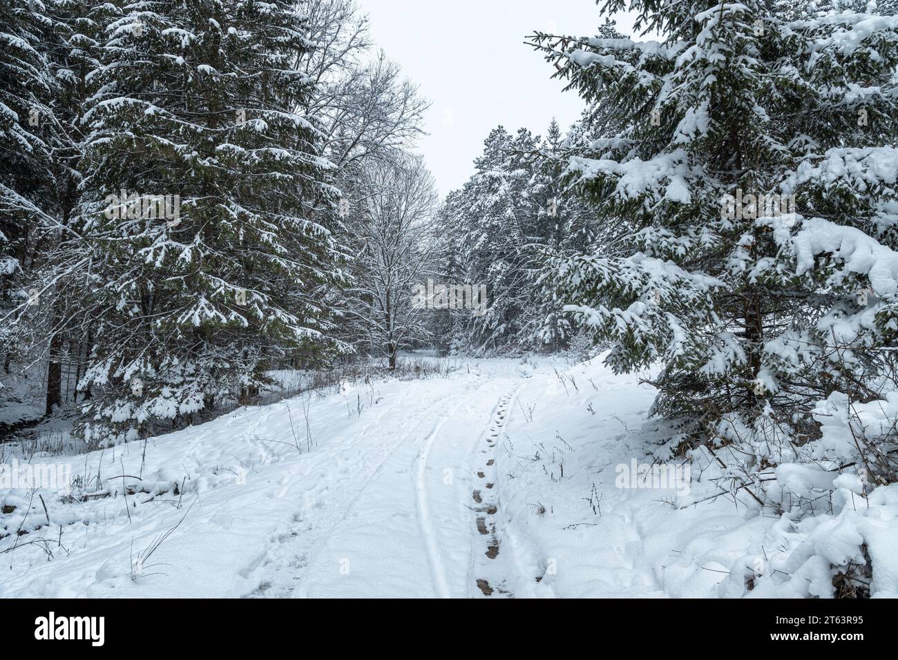 Wandern Sie durch eine Winterlandschaft mit schneebedeckten Bäumen. Stockfoto