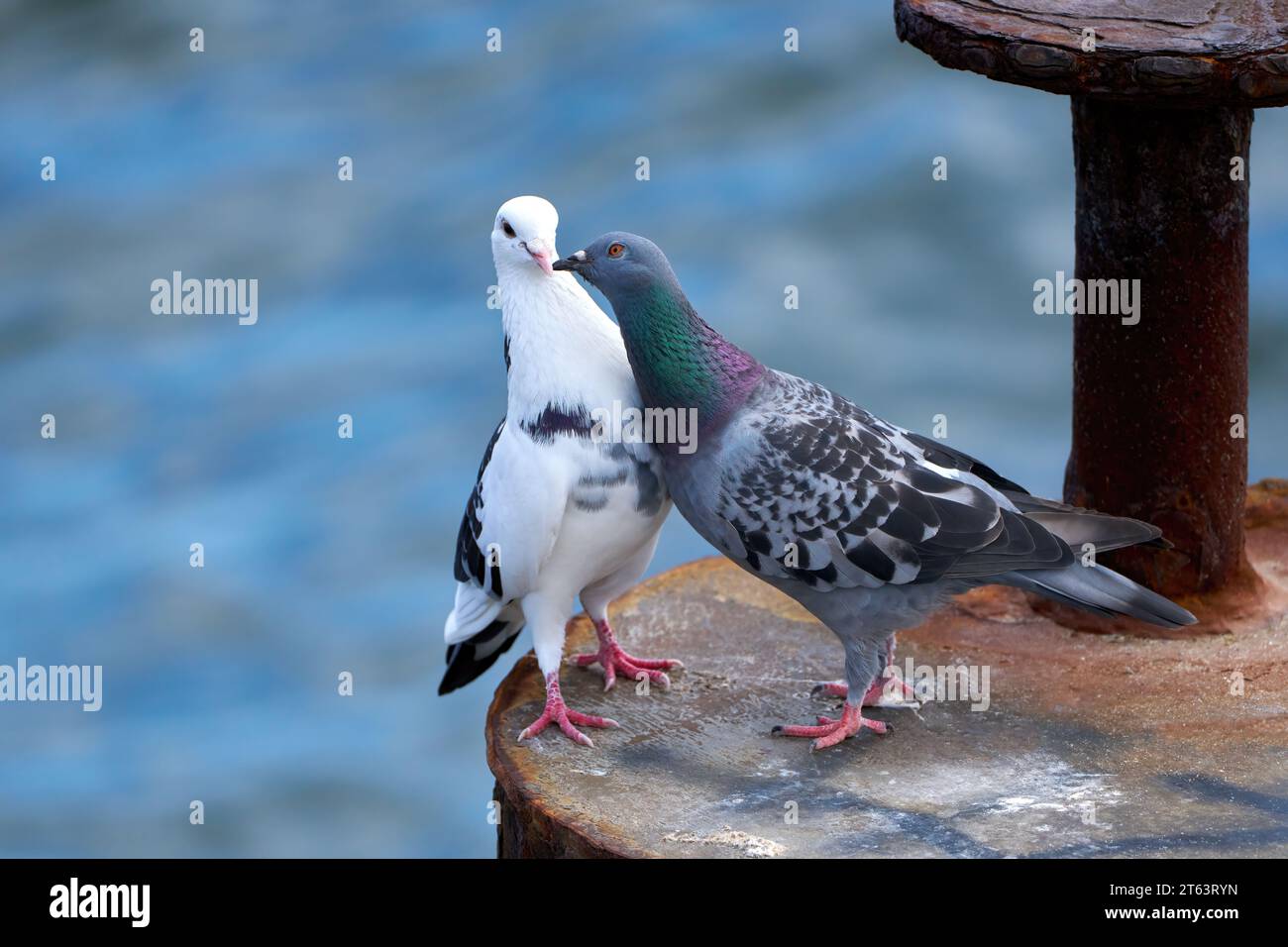 Zwei Tauben mit liebevollem Verhalten auf einem rostigen Metallpfosten im Meer Stockfoto