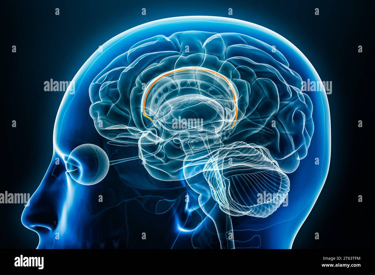 Indusium griseum Röntgenprofil Nahansicht 3D-Rendering-Illustration mit Körperkonturen. Menschliches Gehirn und limbisches System Anatomie, Medizin, Biologie, sc Stockfoto
