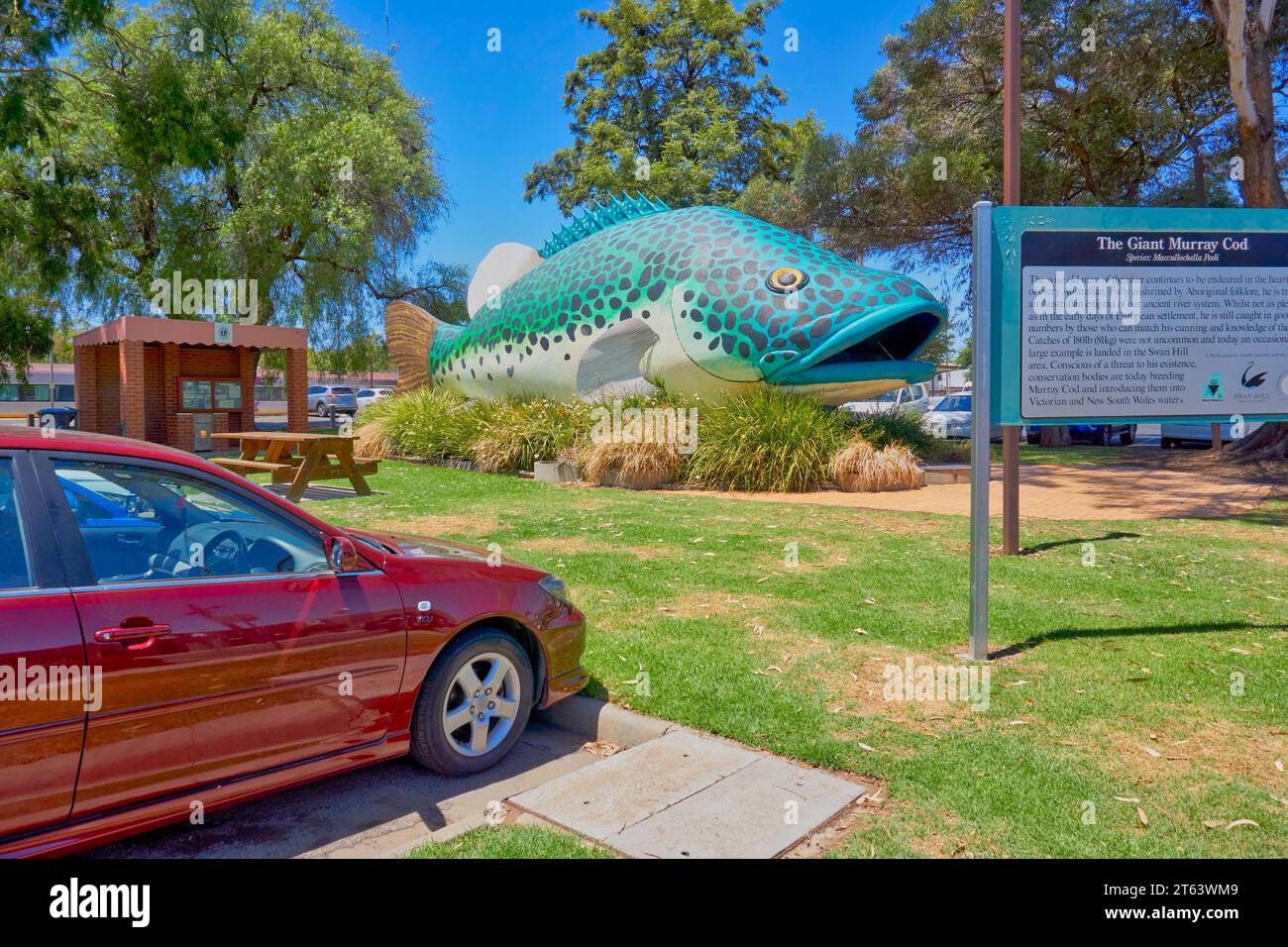 Swan Hill, Victoria, Australien, Arnold, der Big Murray Kabeljau, der berühmte Süßwasserfisch Stockfoto
