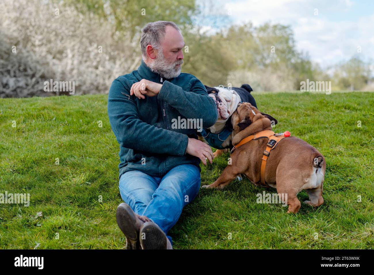 Ein glücklicher Rentner mit englischer Bulldogge, die im Park auf dem Rasen spielt. Hundetraining. Freizeit im Ruhestand. Stockfoto