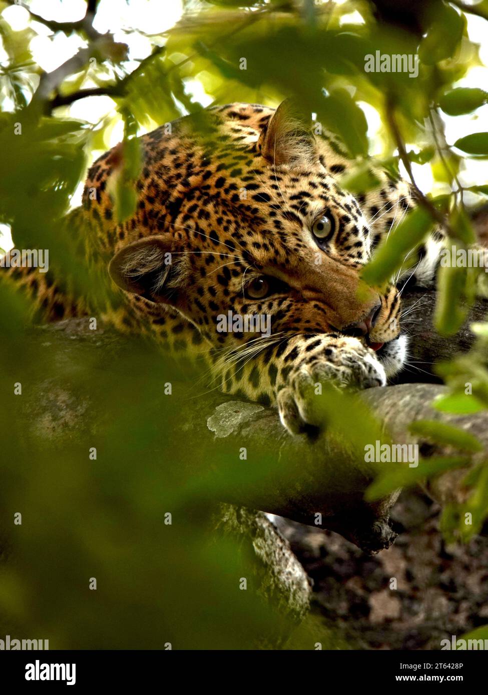 Leopard in einem Baum im South Luangwa National Park, Sambia Stockfoto