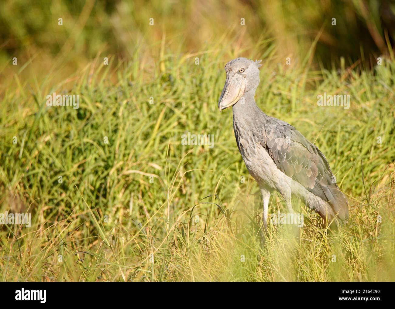 Der Shoebill Storch in den Sumpfgebieten von Bangweulu, Sambia Stockfoto