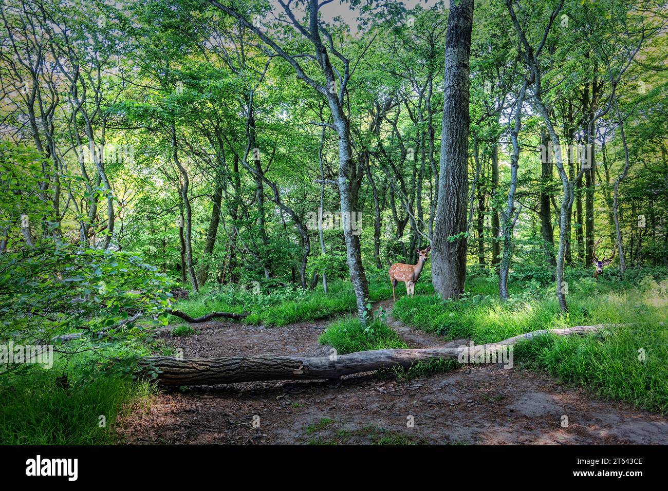 Middelfart Little Belt Wanderweg, Dänemark Stockfoto