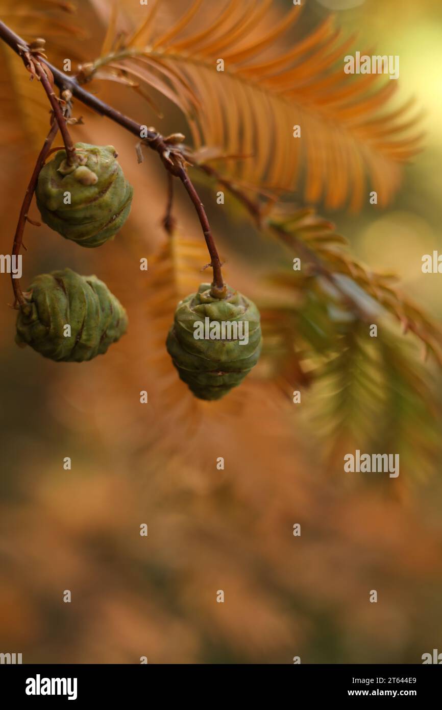 Eine Nahaufnahme von Metasequoia glyptostroboides, Dawn Redwood, Wassertanne im Herbstgarten Stockfoto