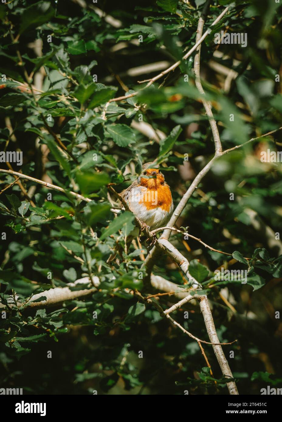 Europäisches Robin - Vogel Schottland Stockfoto