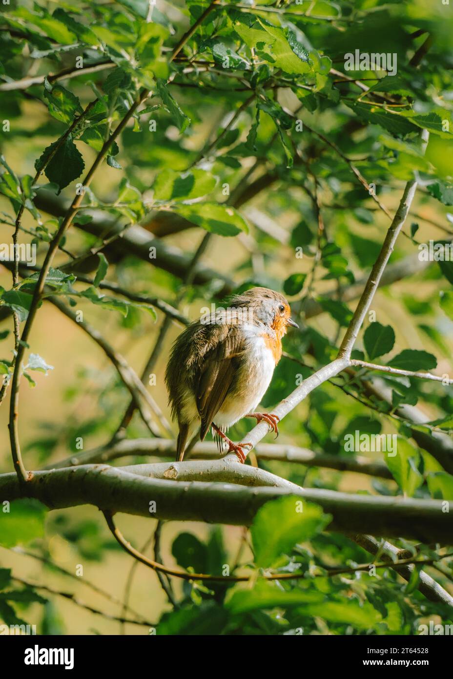 Europäisches Robin - Vogel Schottland Stockfoto