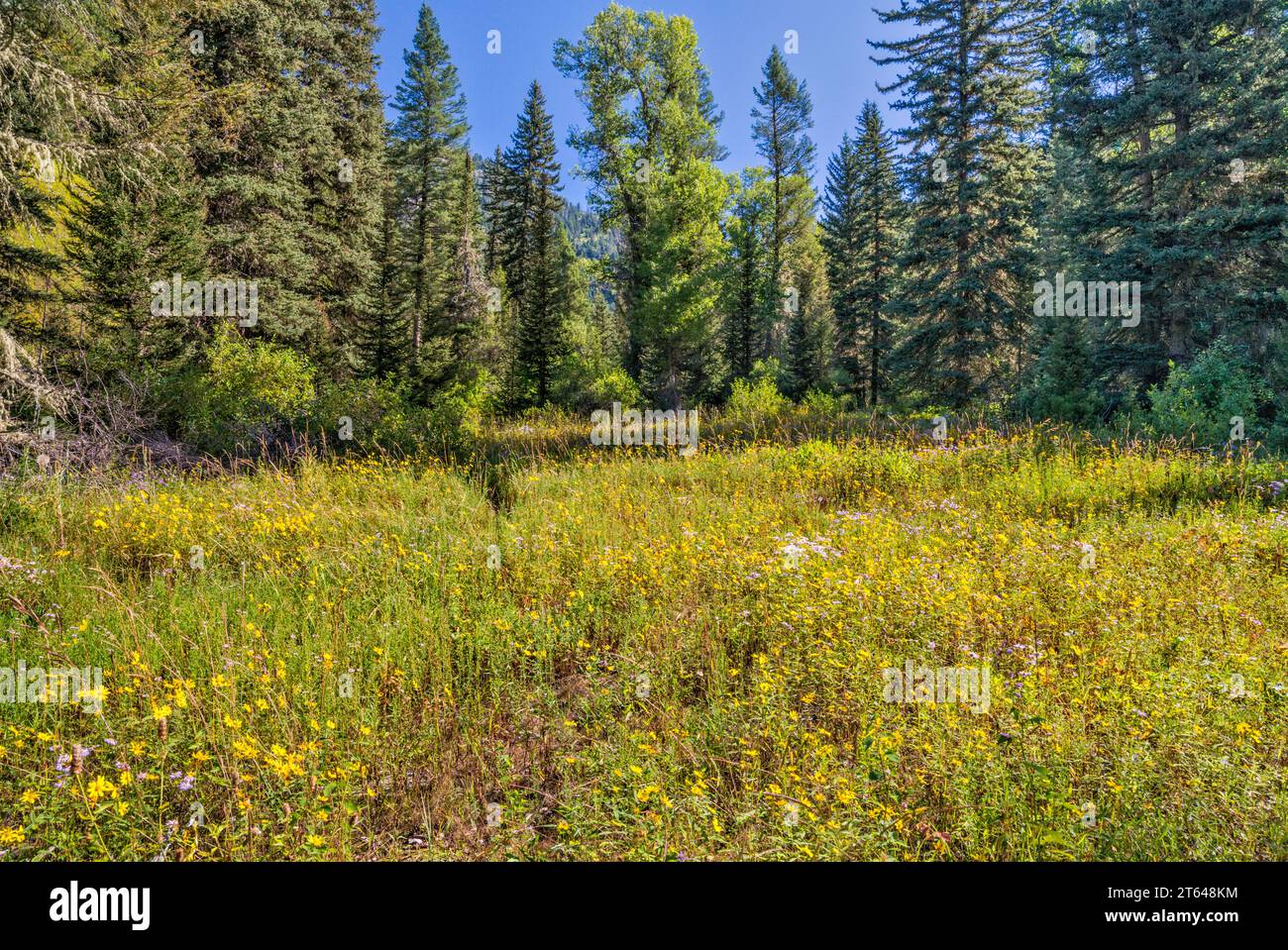 Blühende Wildblumen, Little Elk Creek Trail, ungepflegt, in der Snake River Range, Greater Yellowstone Rockies, Targhee Natl Forest, Idaho, USA Stockfoto