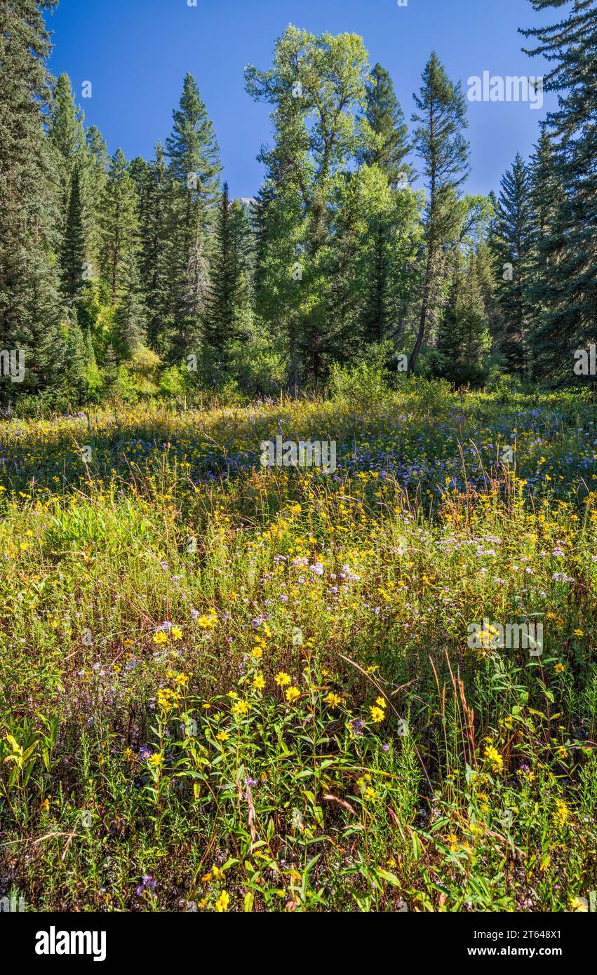Blühende Wildblumen, Little Elk Creek Trail, ungepflegt, in der Snake River Range, Greater Yellowstone Rockies, Targhee Natl Forest, Idaho, USA Stockfoto