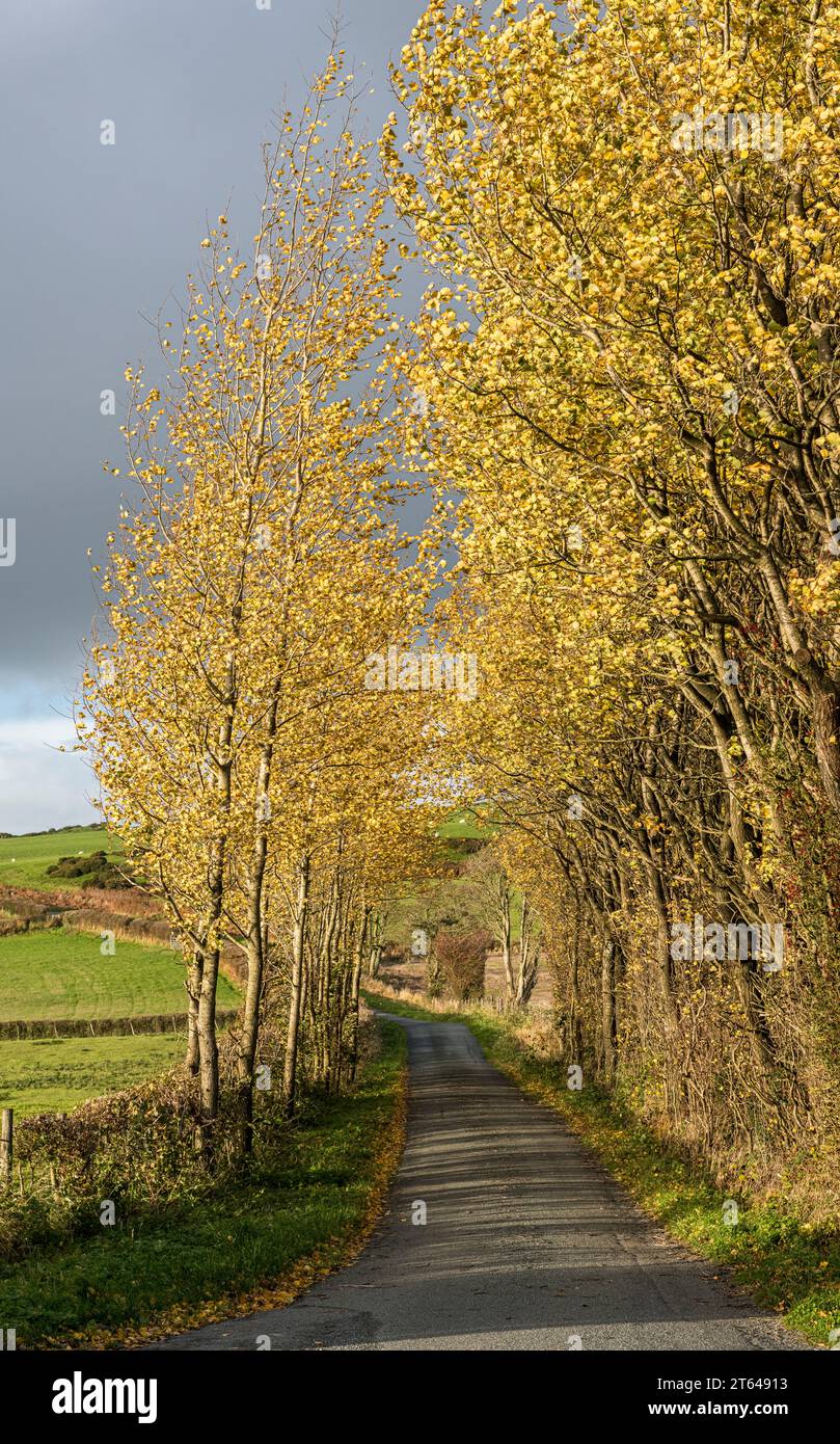 Goldene Herbstfarbe entlang einer ruhigen Landstraße über Stonewall Hill, in der Nähe von Knighton, Powys, in den walisischen Grenzen (Großbritannien) Stockfoto